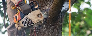 Best Tree and Shrub Care  in Green Oaks, IL